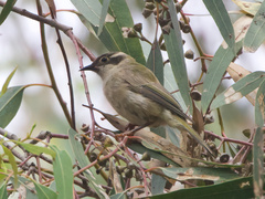 Melithreptus brevirostris