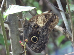 Caligo telamonius memnon
