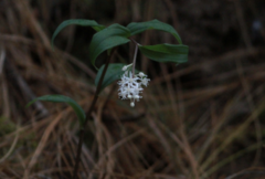 Maianthemum scilloideum