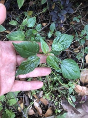 Parietaria debilis