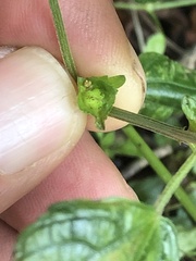 Parietaria debilis