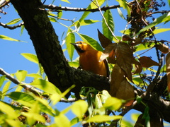 Icterus bullockii