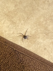 Steatoda nobilis