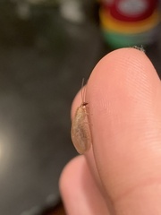 Hemerobius