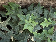 Notholaena standleyi