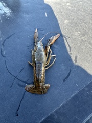 Procambarus acutus