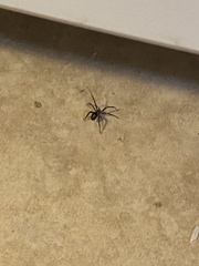 Steatoda nobilis