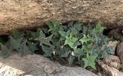 Notholaena standleyi