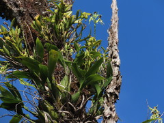Prosthechea cochleata
