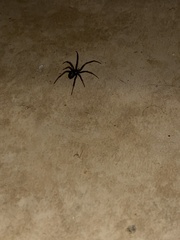 Steatoda nobilis