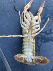 Procambarus acutus