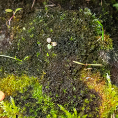 Scytinium lichenoides