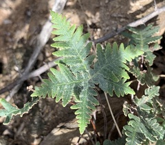 Notholaena standleyi