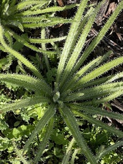 Cryptantha intermedia