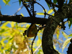 Icterus bullockii
