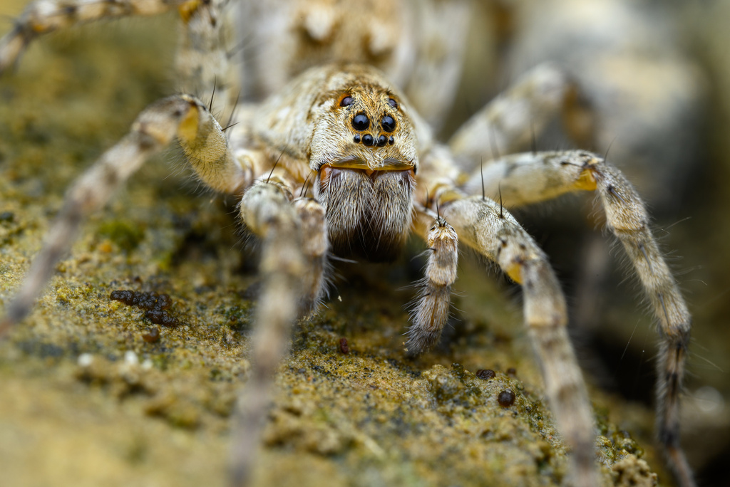 Shoreline Wolf Spider