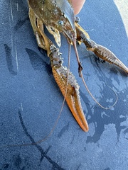 Procambarus acutus