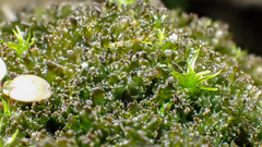 Scytinium lichenoides