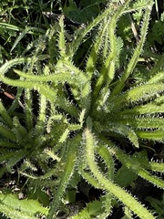 Cryptantha intermedia