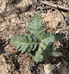 Notholaena standleyi