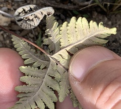 Notholaena standleyi