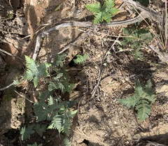 Notholaena standleyi