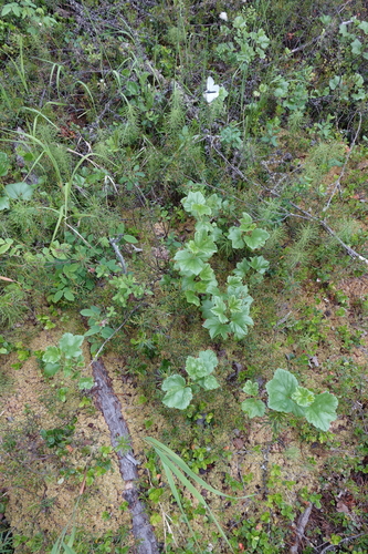 Ribes procumbens, photograph 4