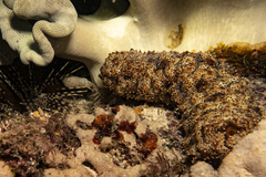 Pearsonothuria graeffei