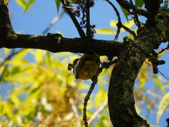 Icterus bullockii