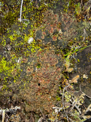 Psoroma hypnorum