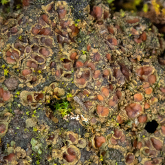 Psoroma hypnorum