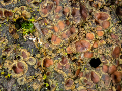 Psoroma hypnorum