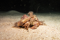 Dardanus pedunculatus