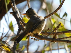 Contopus pertinax