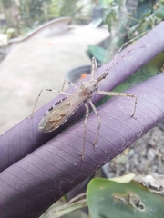 Rocconota annulicornis