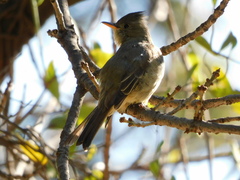 Contopus pertinax