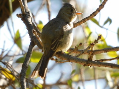 Contopus pertinax