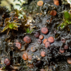 Leptochidium albociliatum