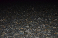 Nyctidromus albicollis