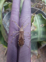 Rocconota annulicornis