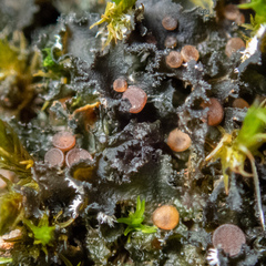 Leptochidium albociliatum