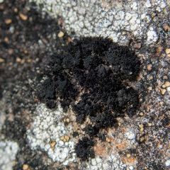Andreaea