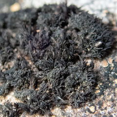 Andreaea