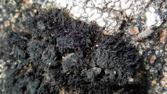 Andreaea