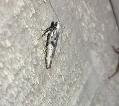 Aristotelia paradesma