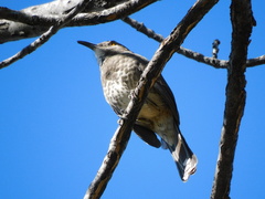 Toxostoma curvirostre