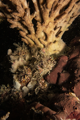 Coryphellina exoptata