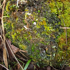 Leptochidium albociliatum