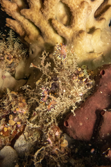 Coryphellina exoptata