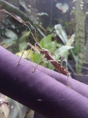 Rocconota annulicornis